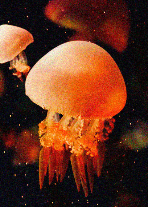 Image module