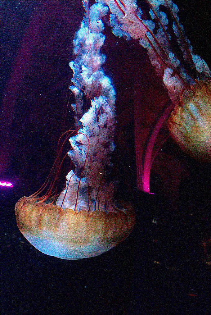 Image module