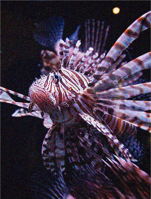 Image module