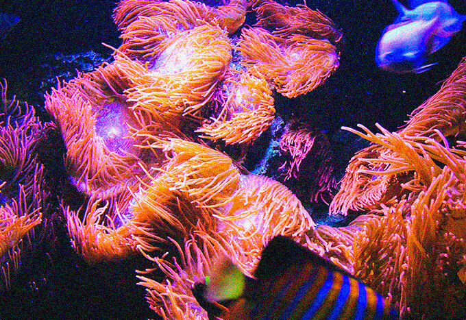 Image module